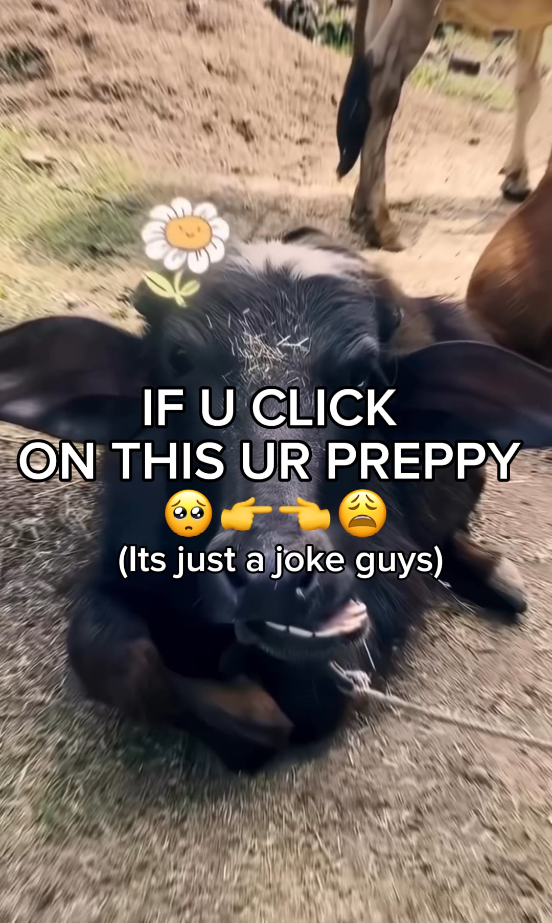 Preppy cows 🐮😯💅