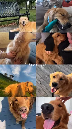 my dog