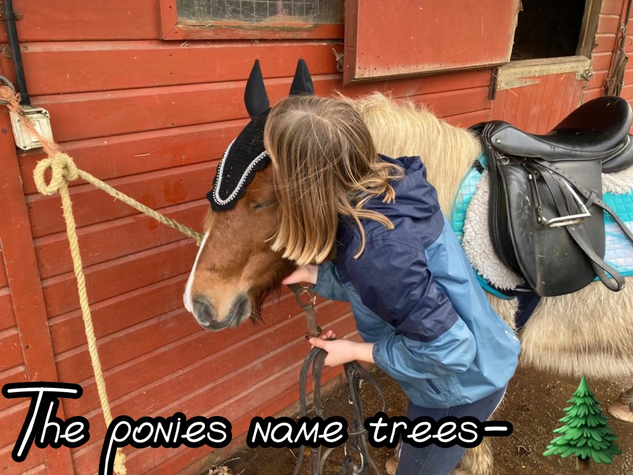 Name trees 🌲 