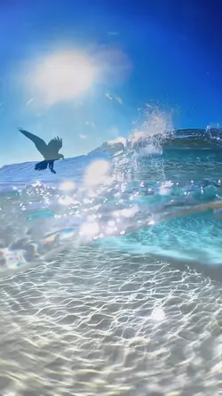 OCEAN LOVER