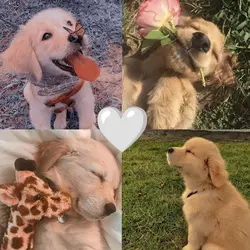 collage photos 