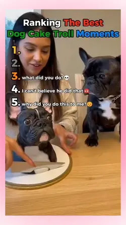 Pranking dogs cake 
