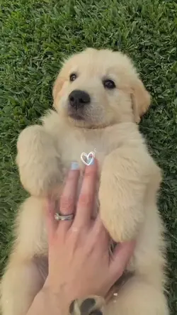 Dog moments