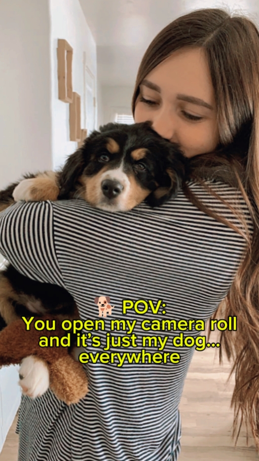 Meu animal de estimação 
