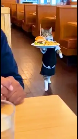 Cat waiter carrying