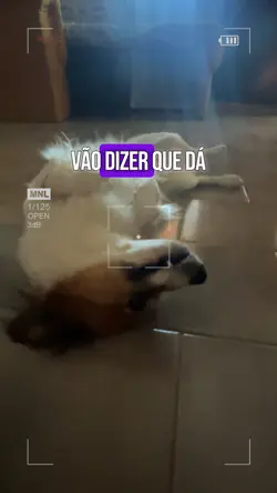 Cachorro fofo