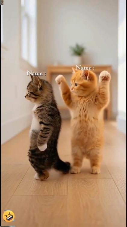 Cute Cat.? 