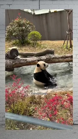 panda core