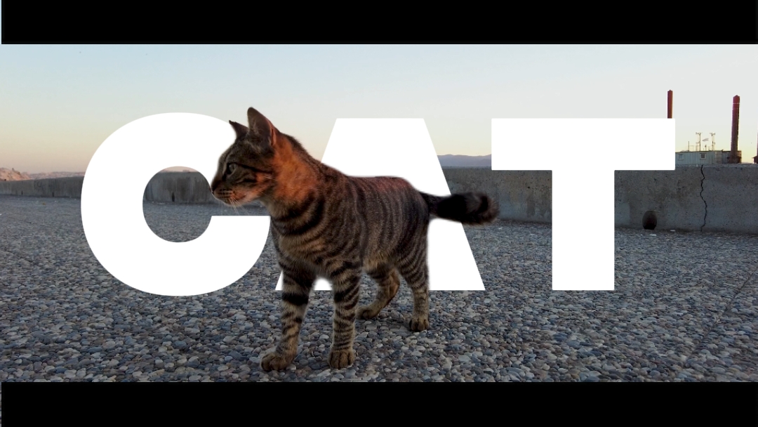 Katze bearbeitet.