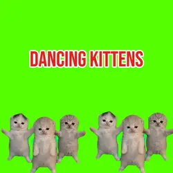 meme cat dancing