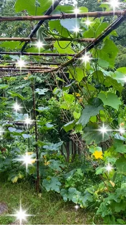 家庭菜園 ヘチマ