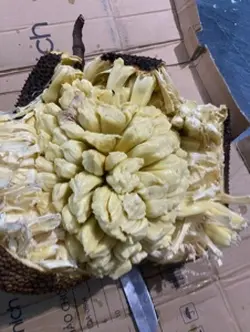 Lợn nhập😂