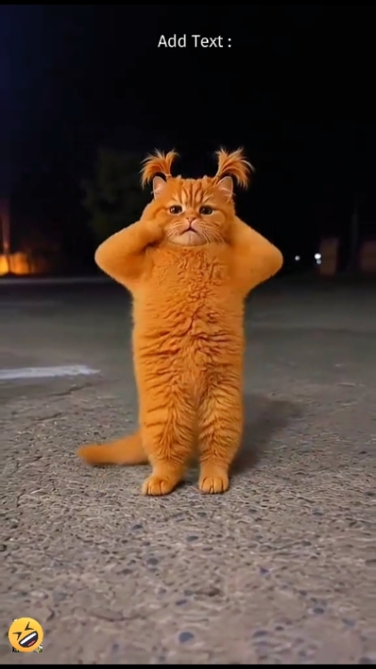 Funny Cat:
