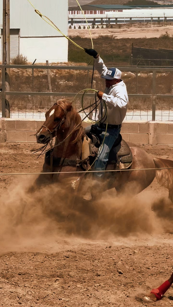 Roping horses