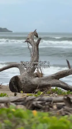 asui Bambang