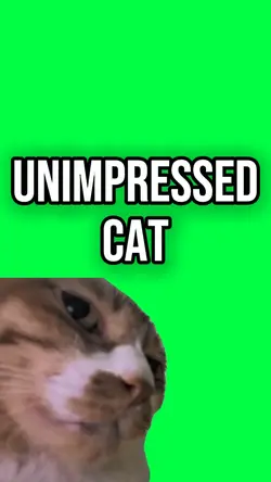 UNIMPRESSED CAT