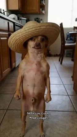 Cachorro dançando 