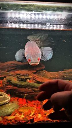 Mẫu Lóc đẹp