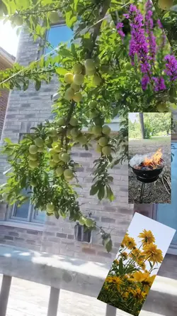 video template 