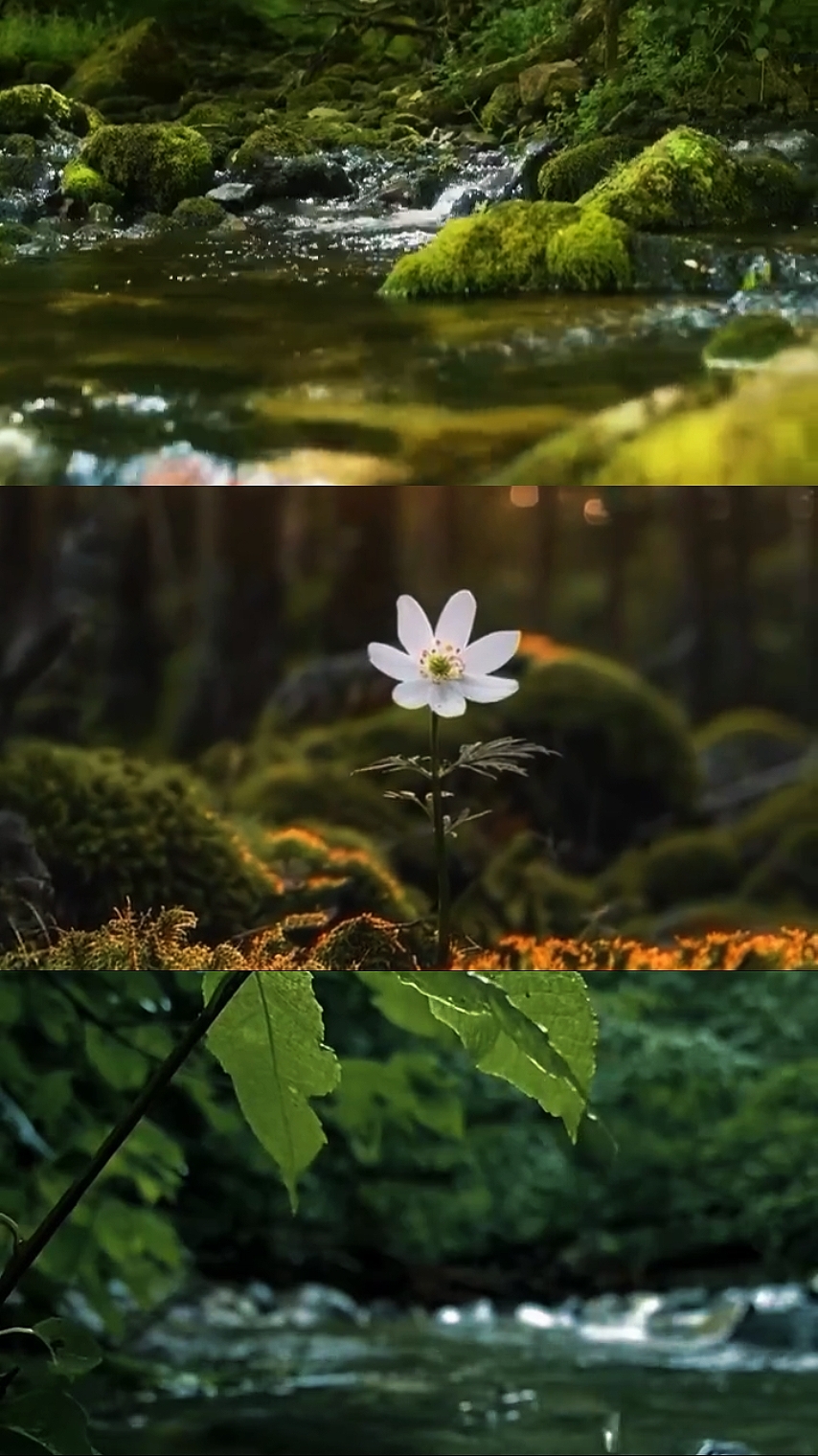 Natureza cinematográfica
