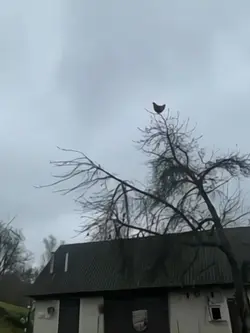 Chicken on tree 🐓