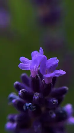 lavender bee nature