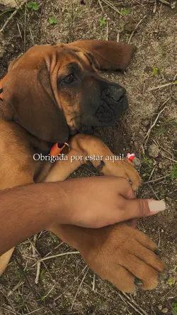 Meu cachorro 