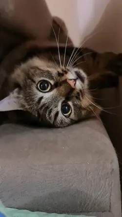 Cat Playing