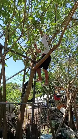 tanim ng kapitbahay