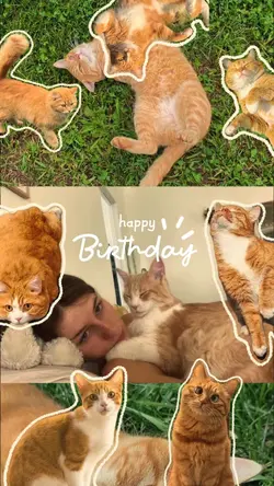 Birthday my cat