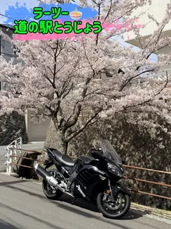 桜満開 ラーツー