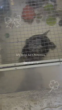 沖縄が恋しいです