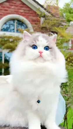Kucing Lucu 
