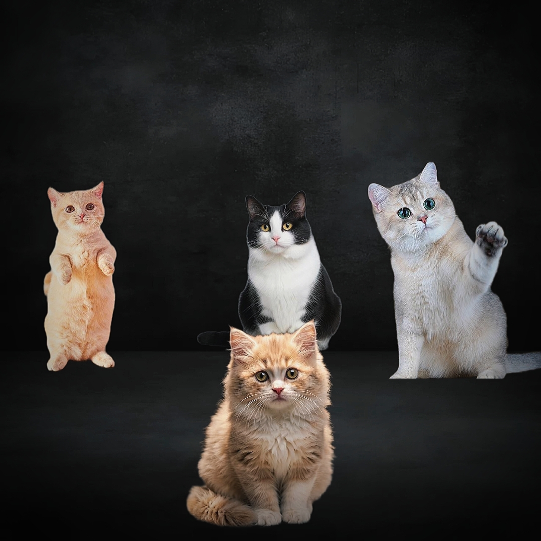Katze Trend
