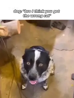 wrong cat