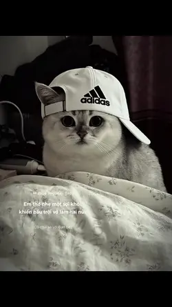 1 ảnh + Màu Lyrics