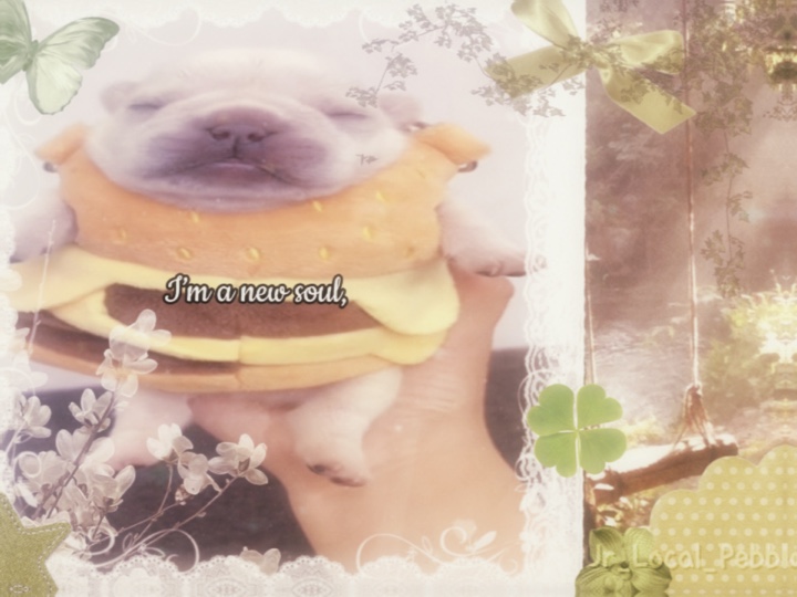 Cover Picture
