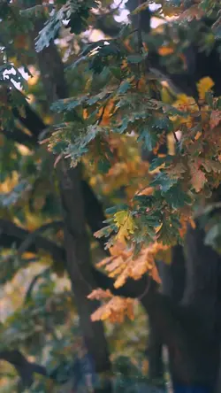 7 Videos Cinematic
