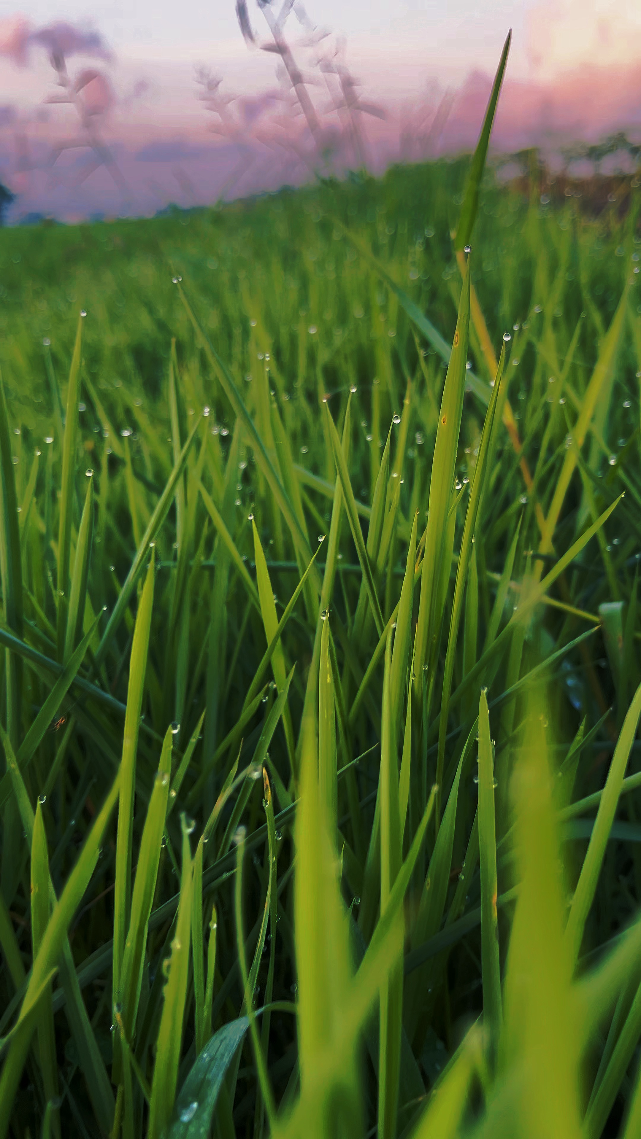 Naturaleza Cinemática