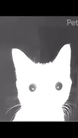 Man shut yo- god dam