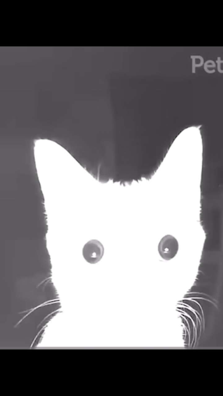 flash bang picture meme edit - Pippit