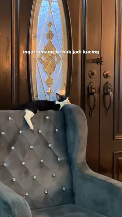 Jadi Kucing