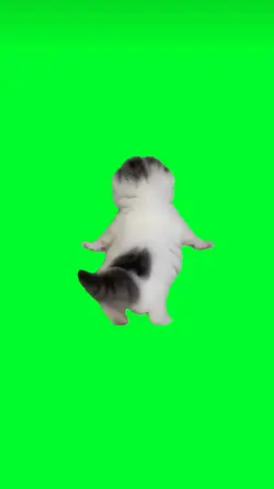 Dancing Cat