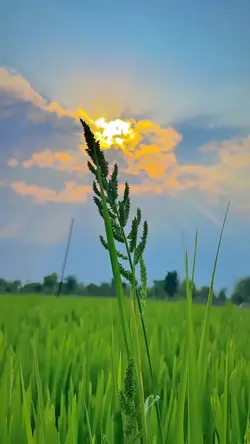 nature aesthetic