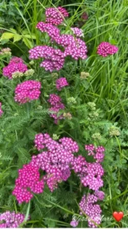 🌸Blooming Yarrow