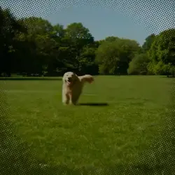 PUPPY