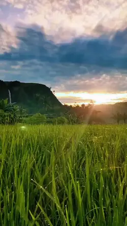ngaji