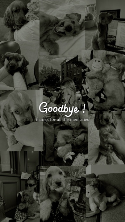 Adiós mi perro