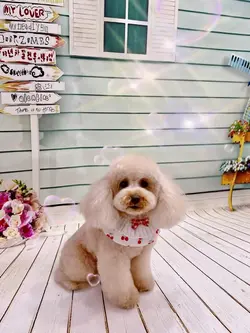 愛犬　らぶ