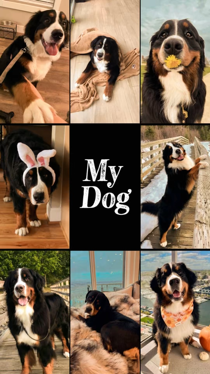 Köpeğim 